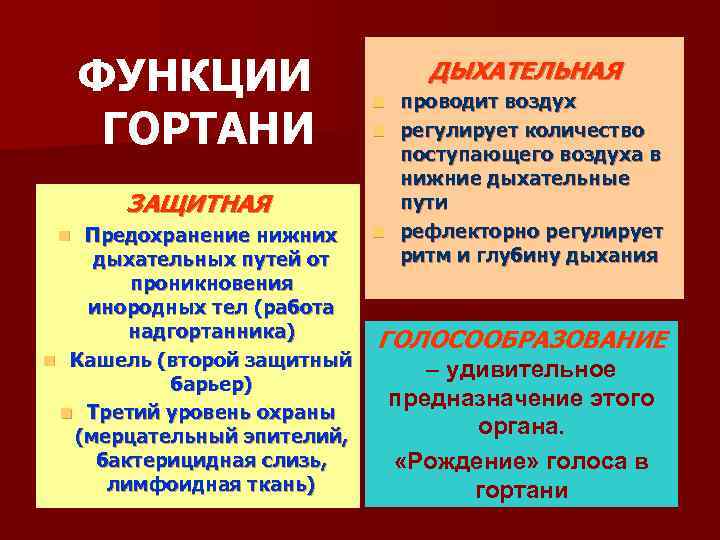 Функции гортани