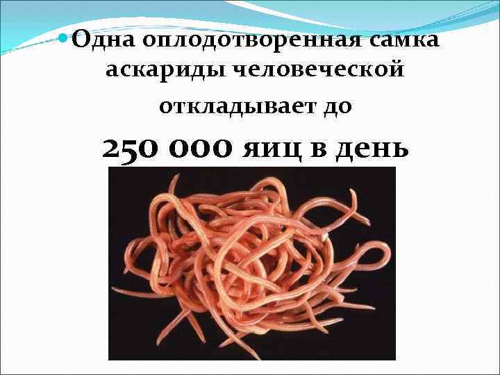  Одна оплодотворенная самка аскариды человеческой откладывает до 250 000 яиц в день 