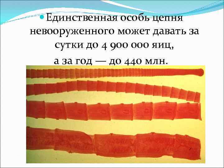  Единственная особь цепня невооруженного может давать за сутки до 4 900 000 яиц,