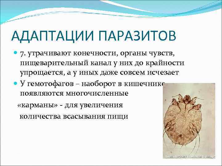 АДАПТАЦИИ ПАРАЗИТОВ 7. утрачивают конечности, органы чувств, пищеварительный канал у них до крайности упрощается,