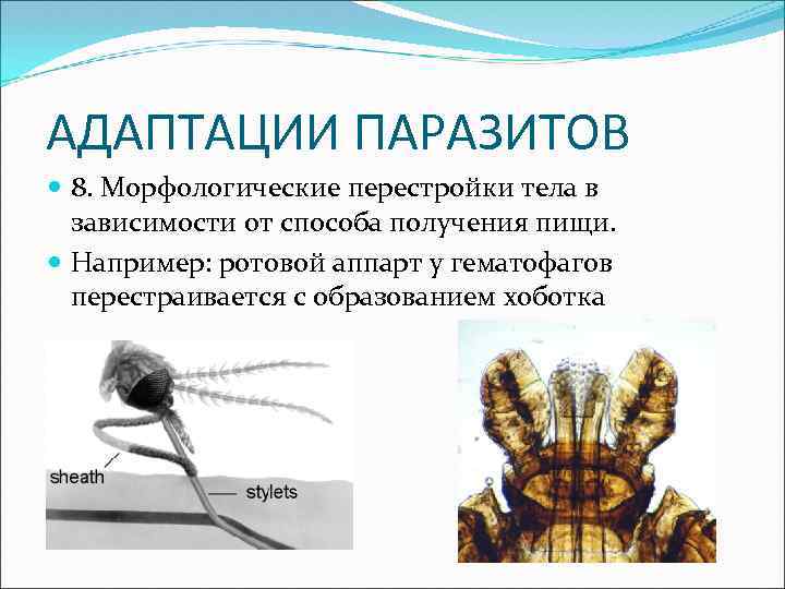 Перестройка организма называется