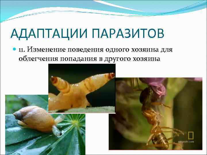 АДАПТАЦИИ ПАРАЗИТОВ 11. Изменение поведения одного хозяина для облегчения попадания в другого хозяина 