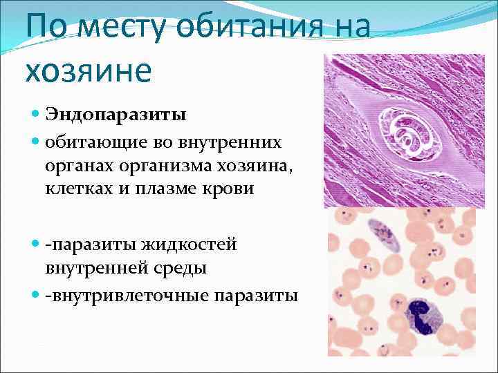 По месту обитания на хозяине Эндопаразиты обитающие во внутренних органах организма хозяина, клетках и