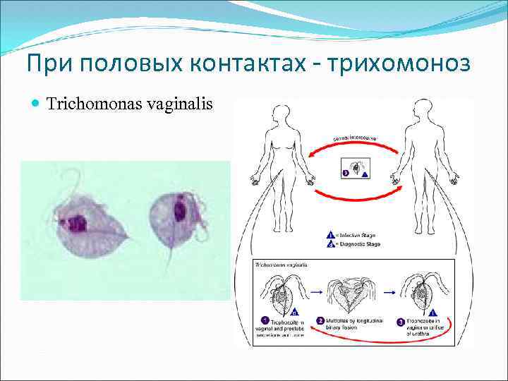 При половых контактах - трихомоноз Trichomonas vaginalis 