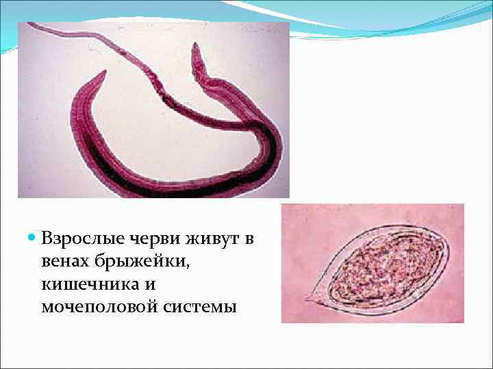  Взрослые черви живут в венах брыжейки, кишечника и мочеполовой системы 