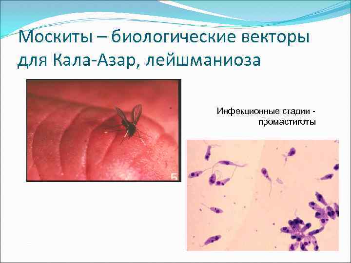 Москиты – биологические векторы для Кала-Азар, лейшманиоза Инфекционные стадии промастиготы 