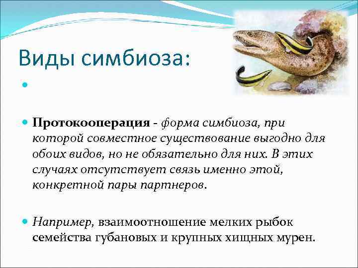 Виды симбиоза: Протокооперация - форма симбиоза, при которой совместное существование выгодно для обоих видов,