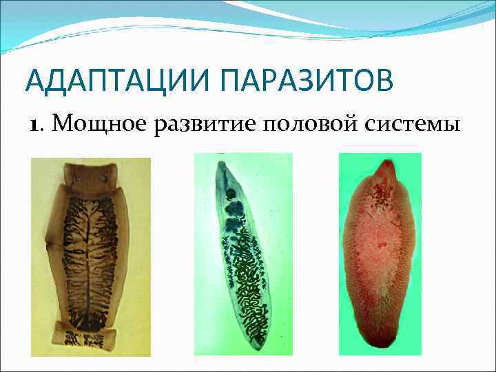 АДАПТАЦИИ ПАРАЗИТОВ 1. Мощное развитие половой системы 