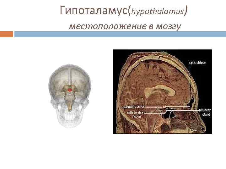 Где находится гипоталамус у человека в голове фото