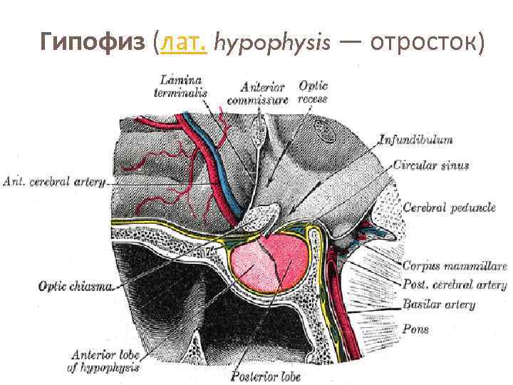 Где находится гипоталамус и гипофиз у человека фото