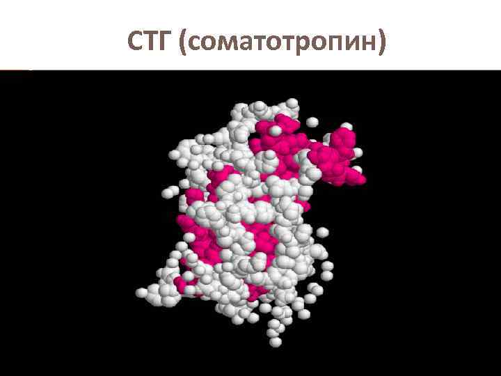СТГ (соматотропин) 