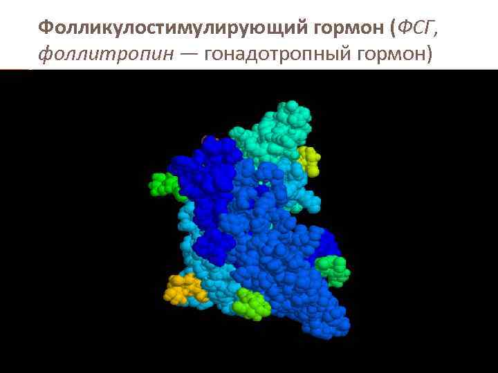 Фолликулостимулирующий гормон (ФСГ, фоллитропин — гонадотропный гормон) 