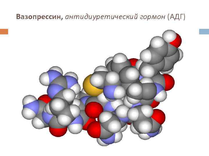 Вазопрессин, антидиуретический гормон (АДГ) 