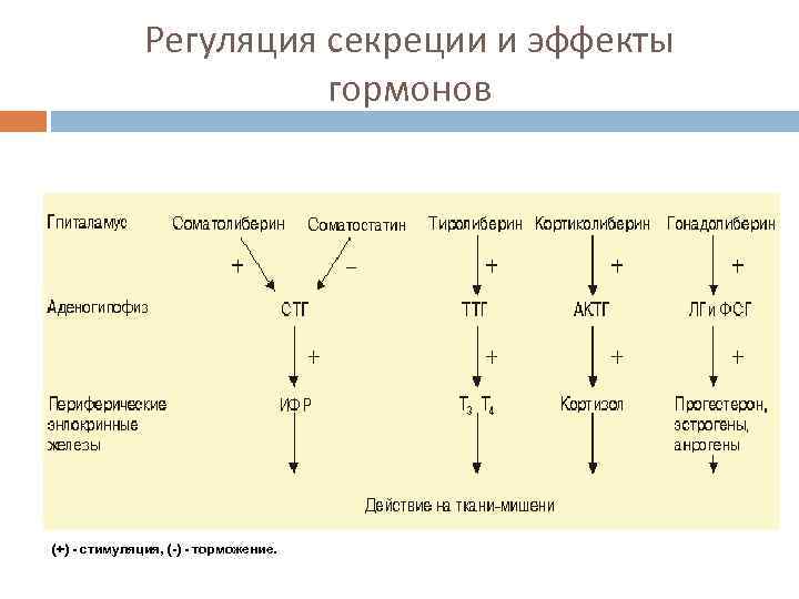 Регуляция секреции. Регуляция выработки гормонов гипоталамуса. Цепь регуляции гормональной секреции. Регуляция секреции гормонов гипофиза. Регуляция секреции эстрогенов.