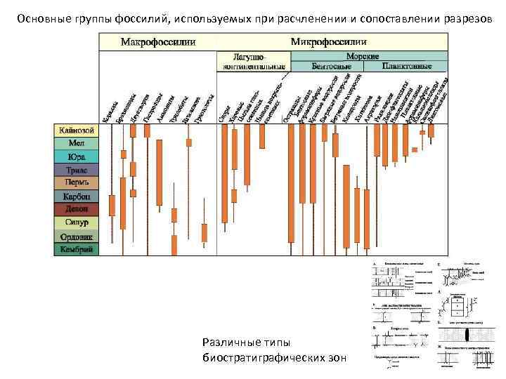 Основные группы фоссилий, используемых при расчленении и сопоставлении разрезов Различные типы биостратиграфических зон 
