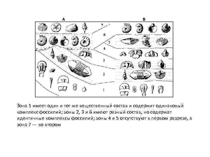 Зона 1 имеет один и тот же вещественный состав и содержит одинаковый комплекс фоссилий;