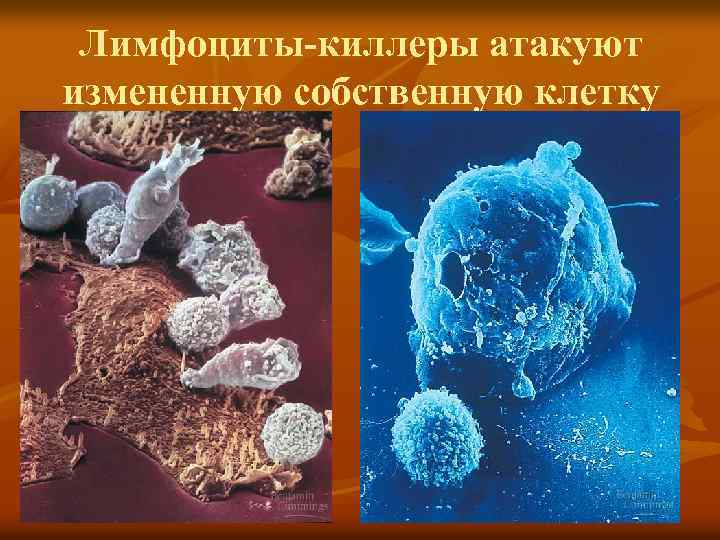 Лимфоциты-киллеры атакуют измененную собственную клетку 