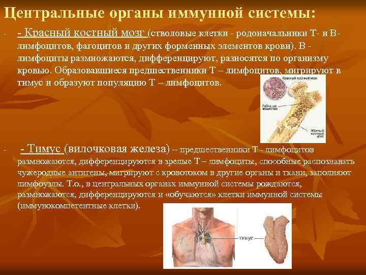 Центральные органы иммунной системы: - - Красный костный мозг (стволовые клетки - родоначальники Т-
