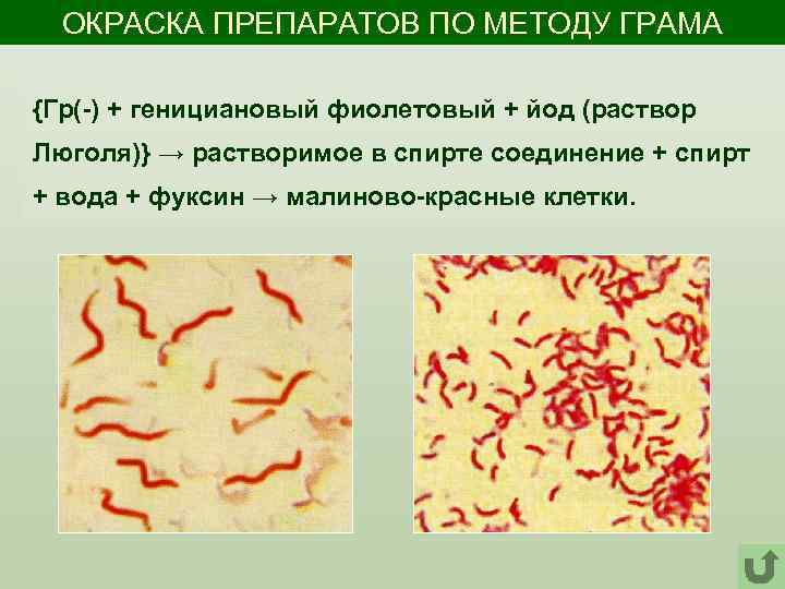 Клетка метод окраски. Окраска препаратов. Способы окраски препаратов. Метод окраски.