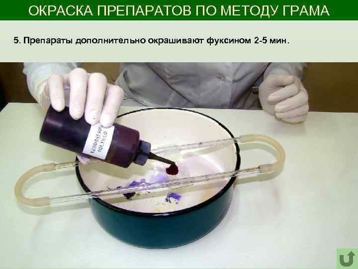 ОКРАСКА ПРЕПАРАТОВ ПО МЕТОДУ ГРАМА 5. Препараты дополнительно окрашивают фуксином 2 -5 мин. 