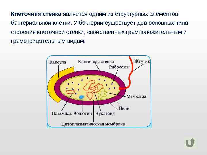 Грамположительная клеточная стенка