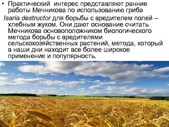  • Практический интерес представляют ранние работы Мечникова по использованию гриба Isaria destructor для