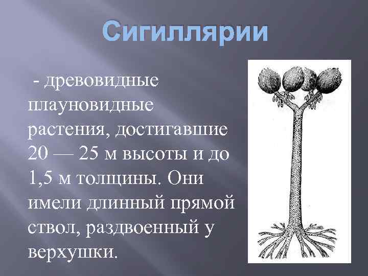 Сигиллярии - древовидные плауновидные растения, достигавшие 20 — 25 м высоты и до 1,