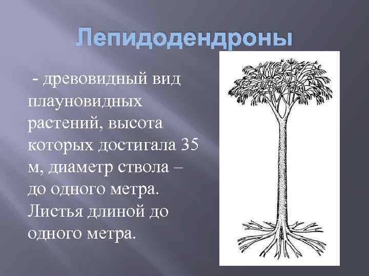 В каком периоде жили древовидные растения. Лепидодендрон палеозой. Плаун лепидодендрон. Лепидодендроны-ЧЕШУЕДРЕВЫ. Лепидодендрон дерево.