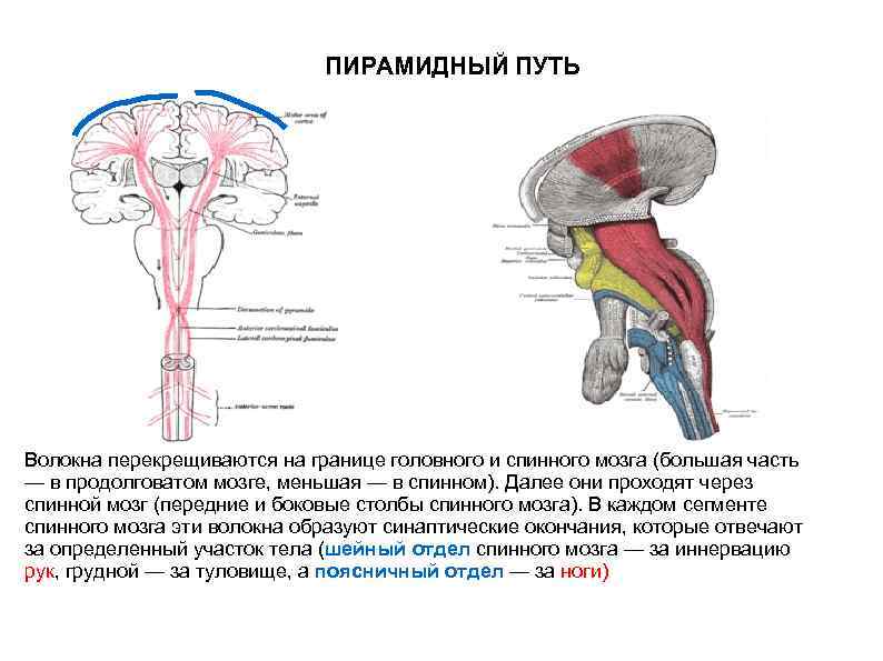 ПИРАМИДНЫЙ ПУТЬ Волокна перекрещиваются на границе головного и спинного мозга (большая часть — в