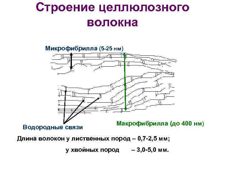  Строение целлюлозного волокна Микрофибрилла (5 -25 нм) Макрофибрилла (до 400 нм) Водородные связи