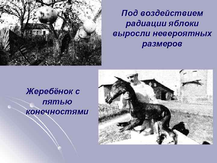 Под воздействием радиации яблоки выросли невероятных размеров Жеребёнок с пятью конечностями 