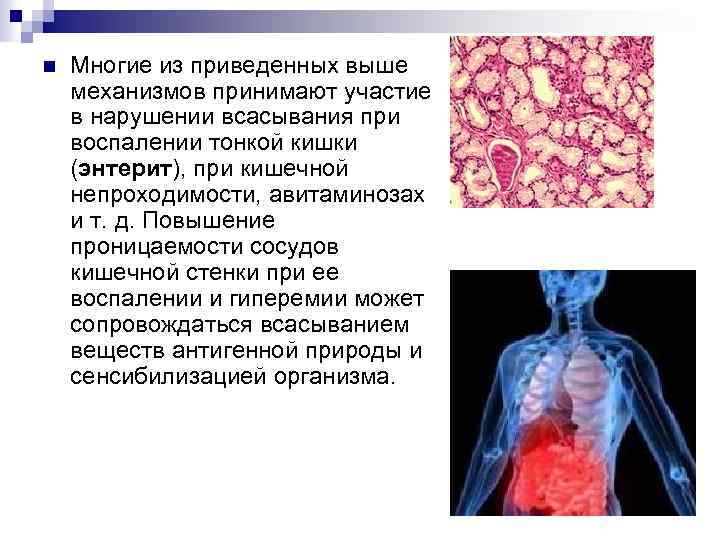 Проницаемость кишечной стенки