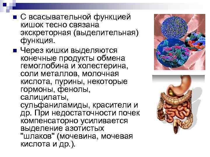 n n С всасывательной функцией кишок тесно связана экскреторная (выделительная) функция. Через кишки выделяются