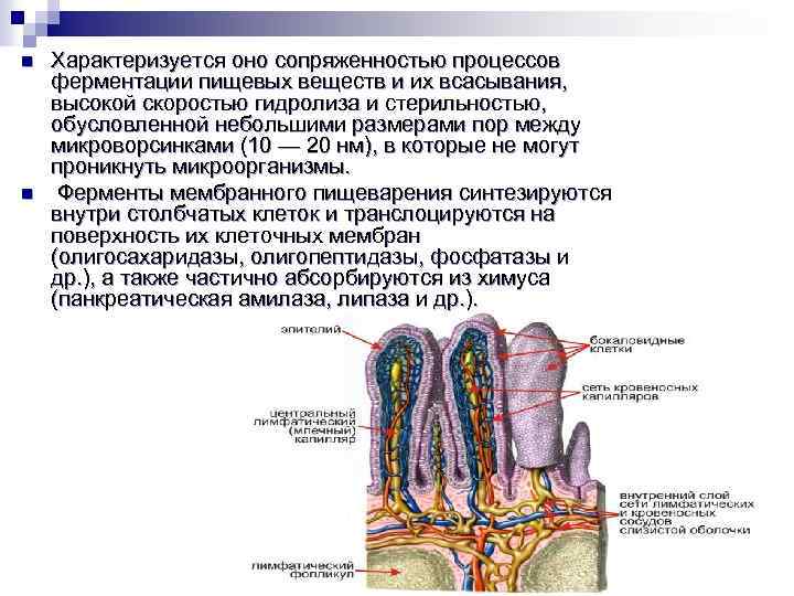 Таблица пищеварение в кишечнике всасывание питательных веществ