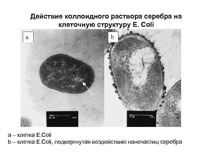 Действие коллоидного раствора серебра на клеточную структуру E. Coli a – клетка E. Coli
