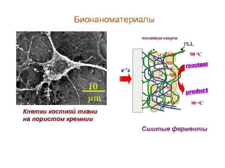Бионаноматериалы Клетки костной ткани на пористом кремнии Сшитые ферменты 