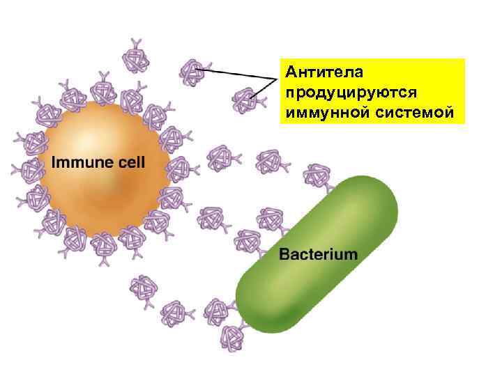 Антитела продуцируются иммунной системой 