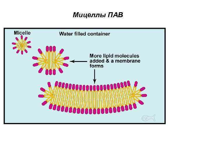 Мицеллы пав. Мицелла пав. Мицеллы неионогенных пав. Пав схема образования Мецил. Строение мицелл пав.