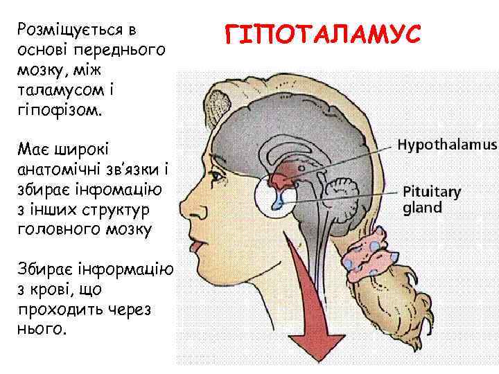Розміщується в основі переднього мозку, між таламусом і гіпофізом. Має широкі анатомічні зв’язки і