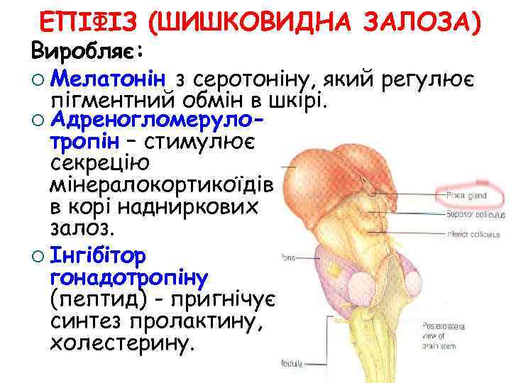 ЕПІФІЗ (ШИШКОВИДНА ЗАЛОЗА) Виробляє: ¡ Мелатонін з серотоніну, який регулює пігментний обмін в шкірі.
