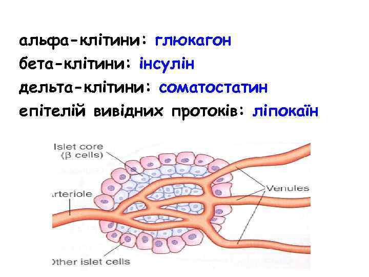 альфа-клітини: глюкагон бета-клітини: інсулін дельта-клітини: соматостатин епітелій вивідних протоків: ліпокаїн 