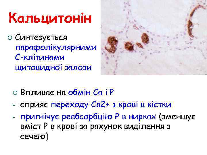Кальцитонін ¡ Синтезується парафолікулярними С-клітинами щитовидної залози ¡ - Впливає на обмін Са і