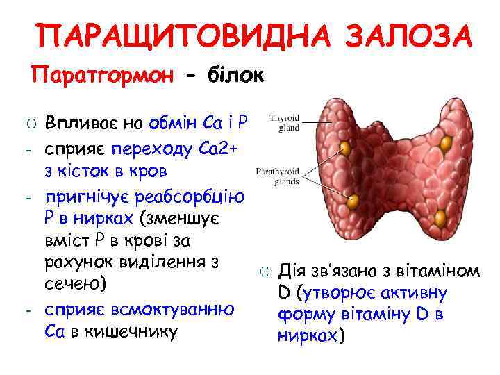 Корнилова йод схема