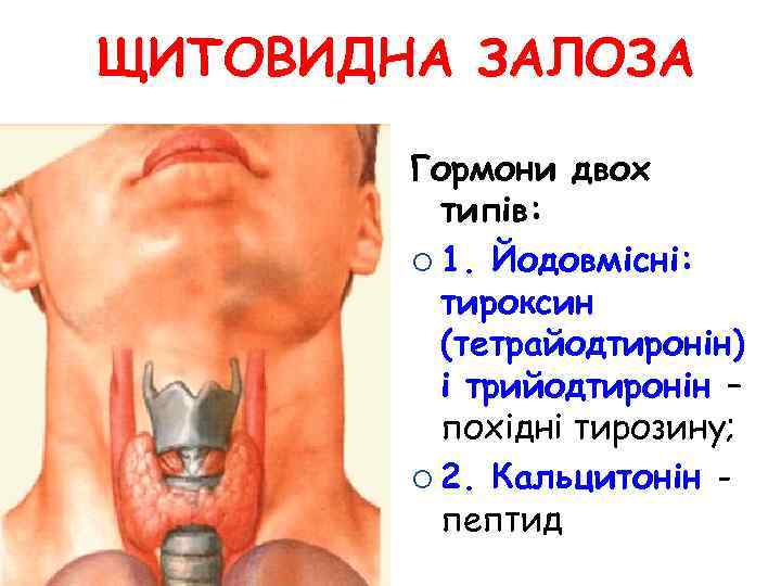 ЩИТОВИДНА ЗАЛОЗА Гормони двох типів: ¡ 1. Йодовмісні: тироксин (тетрайодтиронін) і трийодтиронін – похідні