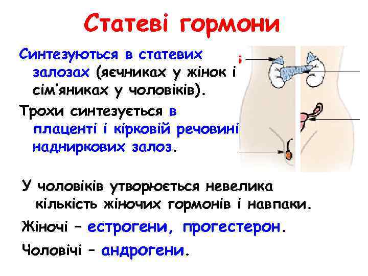 Статеві гормони Синтезуються в статевих залозах (яєчниках у жінок і сім’яниках у чоловіків). Трохи