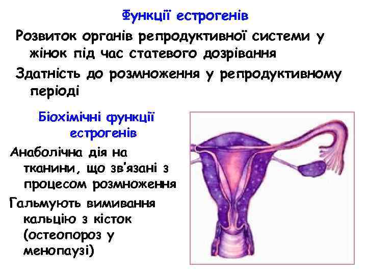 Функції естрогенів Розвиток органів репродуктивної системи у жінок під час статевого дозрівання Здатність до