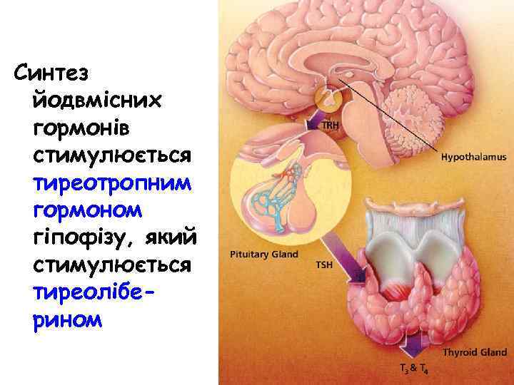 Синтез йодвмісних гормонів стимулюється тиреотропним гормоном гіпофізу, який стимулюється тиреоліберином 