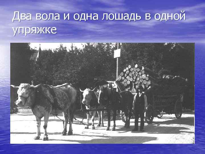 Два вола и одна лошадь в одной упряжке 