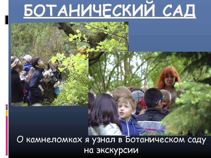 БОТАНИЧЕСКИЙ САД О камнеломках я узнал в Ботаническом саду на экскурсии 