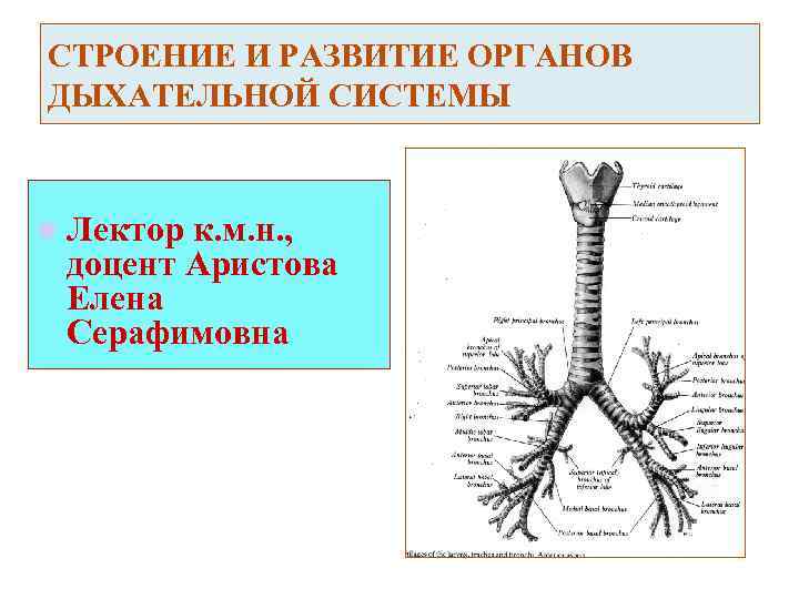 Презентация строение